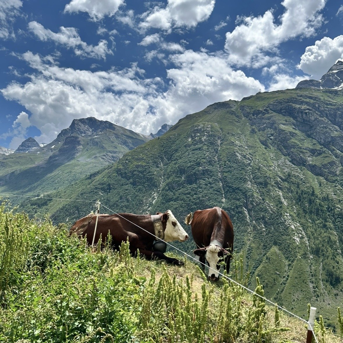 Cows grazing on a mountainside