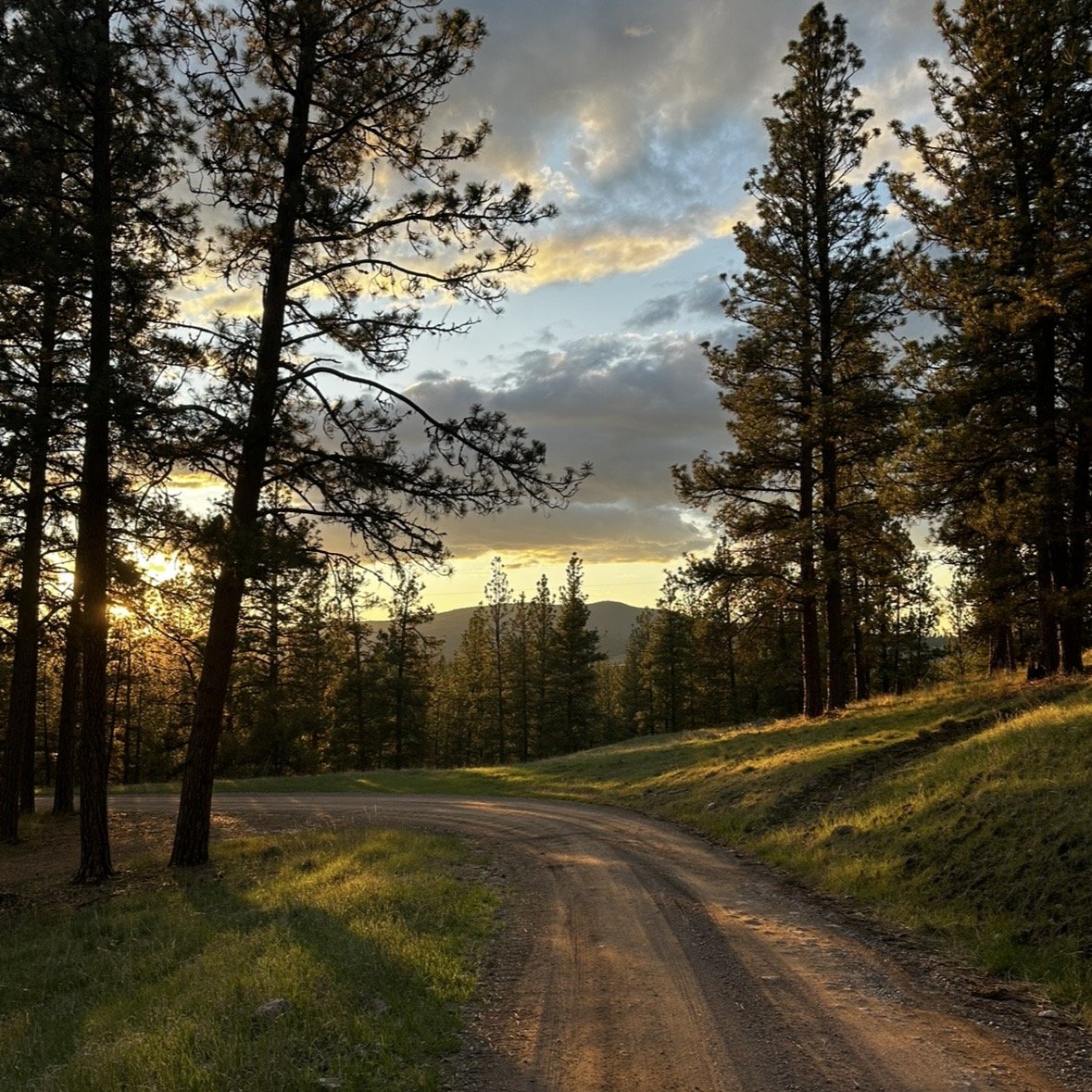 Dirt road through pines at sunset