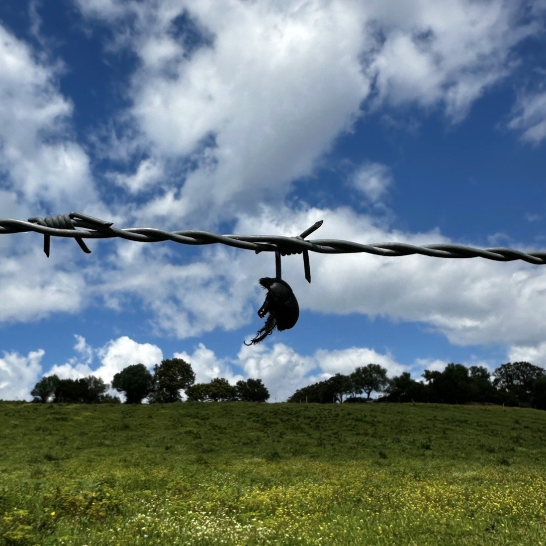 Beetle resting on a barbed wire fence